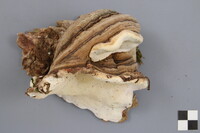 Fomitopsis ochracea image
